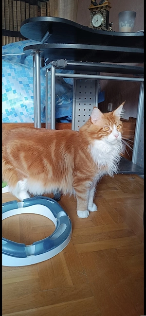 Fajtatiszta maine coon kandúr 