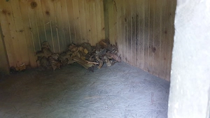 Kutyaház eladó kistermetűnek - kép 13