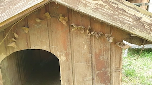 Kutyaház eladó kistermetűnek - kép 14