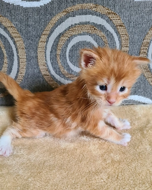 Törzskönyvezett szülőktől Maine Coon babyk foglalhatók! - kép 6