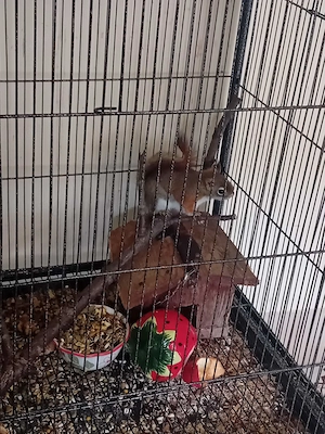 Kanadai mókus cuki pofa be rendezett nagy ketrecével együtt  - kép 2