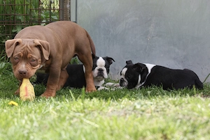 Eladó Boston terrier kiskutyák! - kép 6