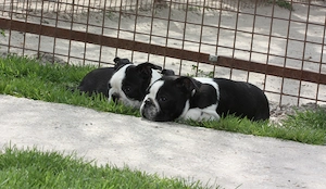 Eladó Boston terrier kiskutyák! - kép 8