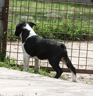 Eladó Boston terrier kiskutyák! - kép 13