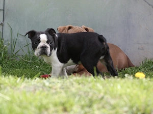 Eladó Boston terrier kiskutyák! - kép 5