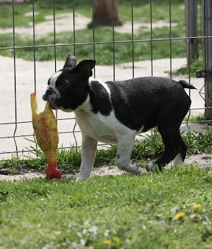 Eladó Boston terrier kiskutyák! - kép 10