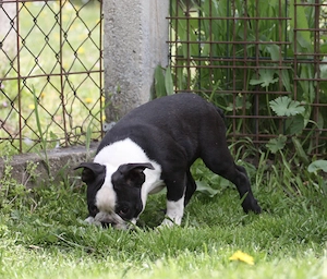 Eladó Boston terrier kiskutyák! - kép 12