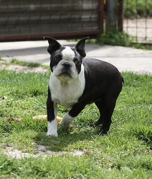 Eladó Boston terrier kiskutyák! - kép 9