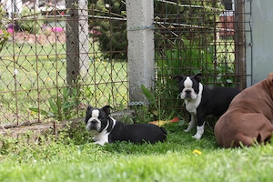 Eladó Boston terrier kiskutyák! - kép 7