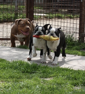 Eladó Boston terrier kiskutyák! - kép 11