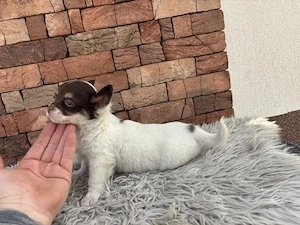 Chihuahua csivava kiskuty k - kép 2