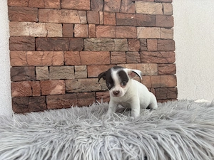 Chihuahua csivava kiskuty k - kép 4