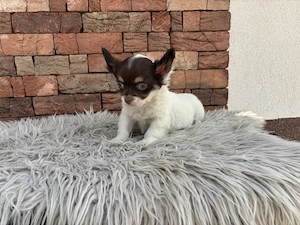 Chihuahua csivava kiskuty k - kép 3