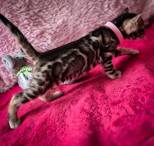 Bengáli kiscica törzskönyves - kép 5