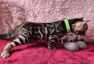 Bengáli kiscica törzskönyves - kép 2