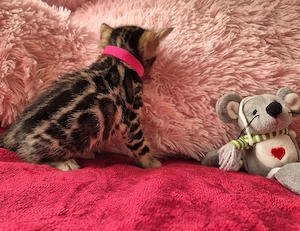 Bengáli kiscica törzskönyves - kép 4