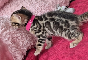 Bengáli kiscica törzskönyves - kép 3