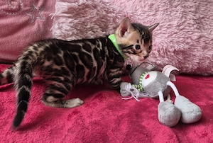 Bengáli kiscica törzskönyves