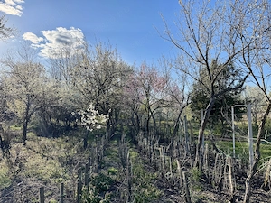 Felújított Kis Ház Nagy Telekkel  Pest Megye Szentmártonkáta Azonnal Költözhető - kép 8