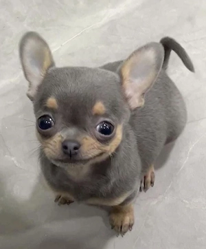 Keresek felnőtt csivava szukát megvételre!