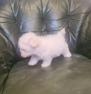 Fajtiszta máltai selyem kisfiú eladó - kép 2