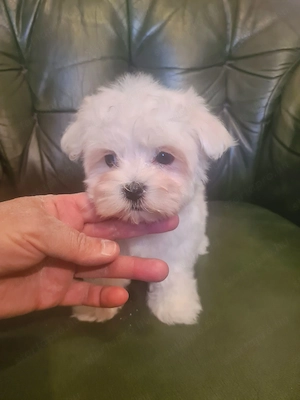 Fajtiszta máltai selyem kisfiú eladó - kép 3