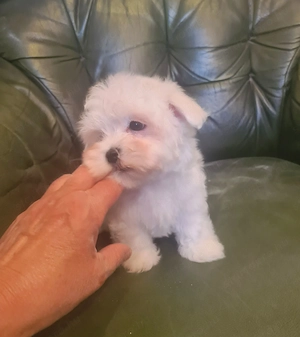 Fajtiszta máltai selyem kisfiú eladó - kép 4