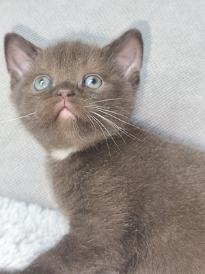 Brit csokoládé kiskandúr eladó! - kép 2