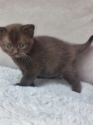 Brit csokoládé kiskandúr eladó! - kép 5