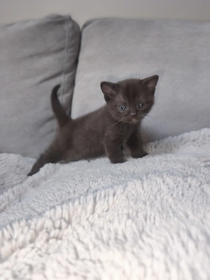 Brit csokoládé kiskandúr eladó! - kép 3