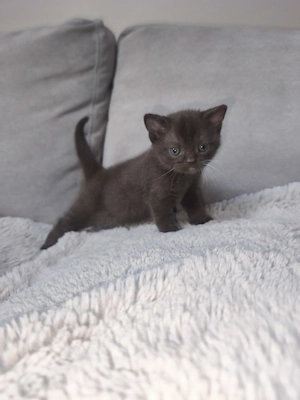 Brit csokoládé kiskandúr eladó! - kép 4