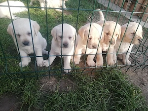 Labrador kiskutyák gazdit keresnek  - kép 2