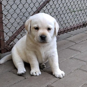 Labrador kiskutyák gazdit keresnek 