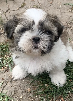 Shih Tzu kölykök - kép 2