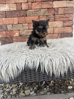 Mini yorki kislányka  - kép 2