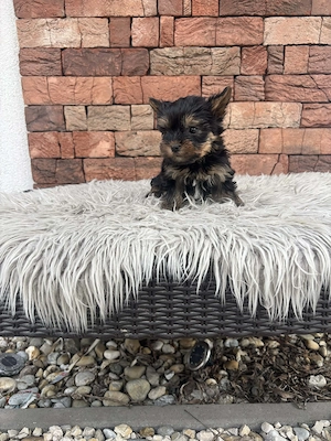 Mini yorki kislányka  - kép 5