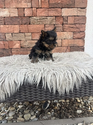 Mini yorki kislányka  - kép 4