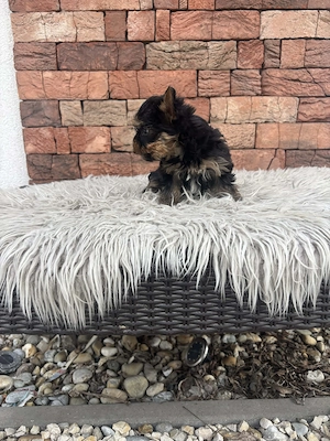 Mini yorki kislányka  - kép 3