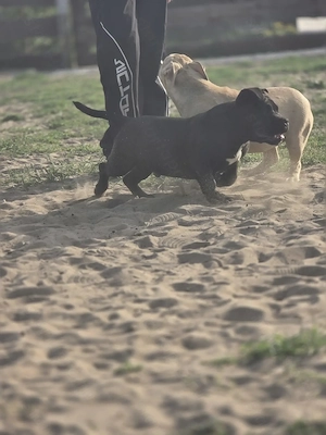 American bully kiskutyák 