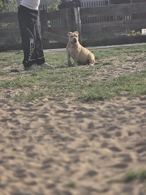 American bully kiskutyák  - kép 3