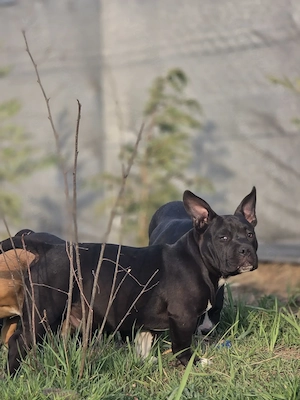 American bully kiskutyák  - kép 5