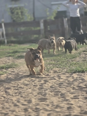 American bully kiskutyák  - kép 4