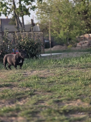 American bully kiskutyák  - kép 2