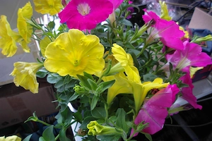 Samsung ST96 kisméretű-ultrakompakt, teljes készletben, azonnali használatra, eladó - kép 12