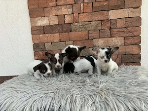 Chihuahua csivava kiskuty k