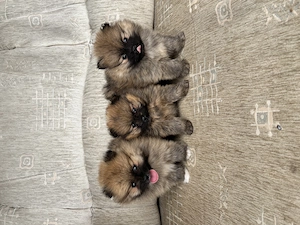 Pomi Piciméretű kiskutyák eladók