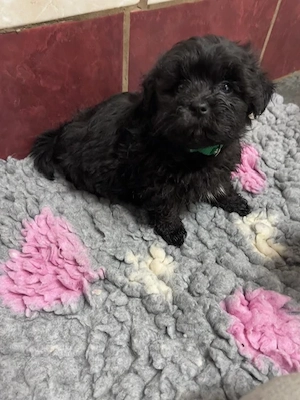 Bolonka Cvetna ritka orosz bichon kiskutyák - kép 6