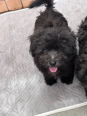 Bolonka Cvetna ritka orosz bichon kiskutyák - kép 3