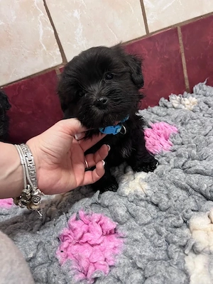 Bolonka Cvetna ritka orosz bichon kiskutyák - kép 5