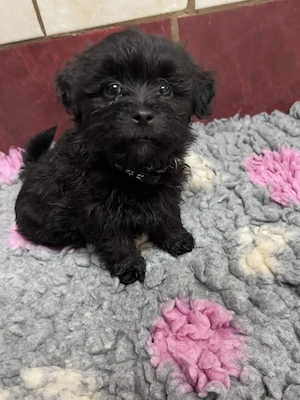 Bolonka Cvetna ritka orosz bichon kiskutyák - kép 8